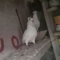 کبوتر شازده خوشرنگ سرور آلرام|پرنده|اهر, |دیوار