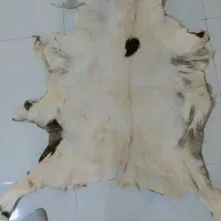 پوست گوساله تودلی زیر انداز|پادری|تهران, استاد معین|دیوار