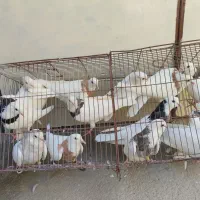 معاوزه|پرنده|کبودرآهنگ, |دیوار