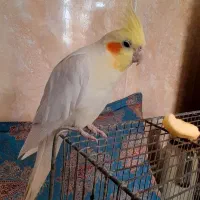 عروس هلندی نر