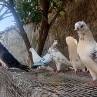 تعداد ۱۳ عدد کبوتر درجه یک نرو ماده