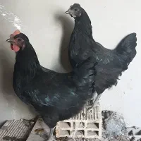 مرغ