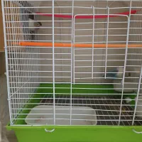 پرنده زینتی