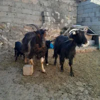 ۲ عدد بز جوان به همراه ۲ عدد بزغاله نر