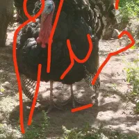 بوقلمون نر و ماده چاق