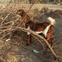 بز سه قلوزا