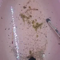 بچه ماهی مولی فروش کلی|ماهی|لاهیجان, کوی خزر|دیوار