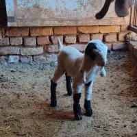 بزغاله شیری|حیوانات مزرعه|سده (خراسان جنوبی), |دیوار