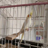 جفت عروس هلندی|پرنده|هشتگرد, گلسار|دیوار