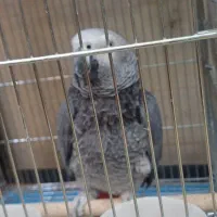 کاسکو رام باهوش ۲۰ کلام نر زیبا درشت