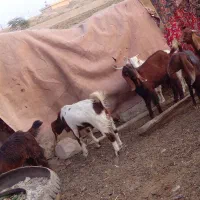 خرمشهر|حیوانات مزرعه|خرمشهر, |دیوار