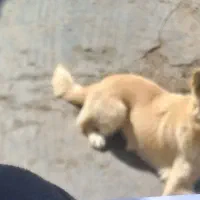 سگ پا کوتاه