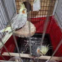 یک جفت عروس هلندی مولد