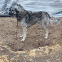 سگ نر|سگ|خوی, |دیوار