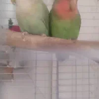 طوطی برزیلی