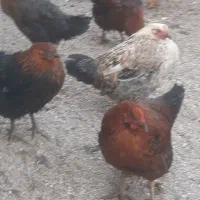 تعدادی مرغ و خروس جوان