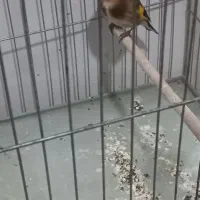 سهره نر به شرط