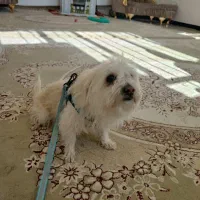 سگ تریرمیکس پاکوتاه شناسنامه دار واکسن زده