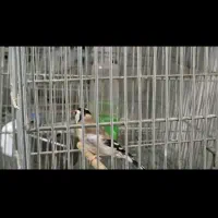 سهره تازه صاف