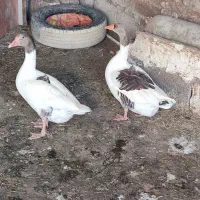 غاز ماده تخمگذار