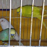 مرغ عشق برزیلی فنچ