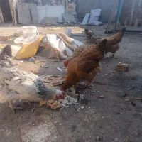 مرغ|حیوانات مزرعه|مشهد, همت آباد|دیوار