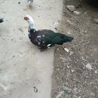 اردک اسراییلی|حیوانات مزرعه|ضیابر, |دیوار