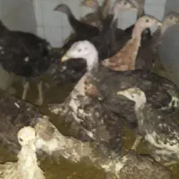 بوقلمون‌برنزوبوربون‌محلی