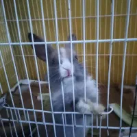 بچه خرگوش خوشگل و زرنگ|موش و خرگوش|سبزوار, قصبه شرقی|دیوار