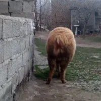 قوچ‌وگوسفند|حیوانات مزرعه|مشگین شهر, |دیوار