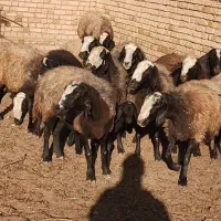 گوسفنداصل شال اصلاح شدهمیش شال عکس فیلم گویاهمچیزه|حیوانات مزرعه|شال, |دیوار