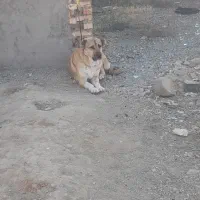 پژدر