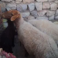 میش بره کر بره نر