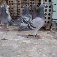 پلاکی