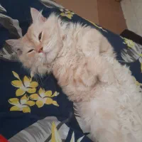 اسکاتیش پرشین نر جهت جفت گیری|گربه|اهواز, کمپلو شمالی|دیوار