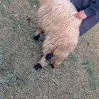 میش بره نژاد شیرازی