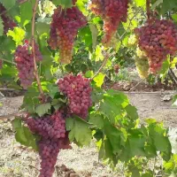 باغ-انگور-2500-متری-داربستی-با-انواع-بوته-انگور