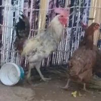 خروس کوردی سرحال