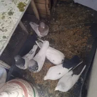 کبوتر|پرنده|صالح آباد, |دیوار