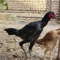 خروس لاری غولتاج طوسی پرمرغی