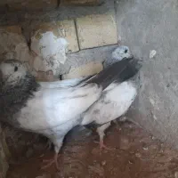 جوجه کبوتر