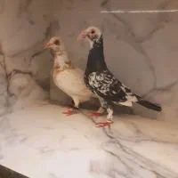 کفتر سار  قره  پلنگ طوقی هفت رنگ ساده سینه آلمانی