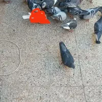 چند عدد کفتر پلاکی نر ماده برای فروش