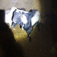 بز و چپیش|حیوانات مزرعه|تفت, |دیوار