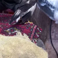 گم شده مرغ مینا|حیوانات|کرمان, |دیوار