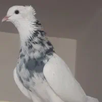 کبوترطوقی 10عدد،درجه یک
