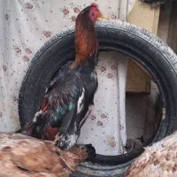 جوجه خروس اوشامو ۶ ماهه