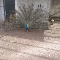 طاووس نر