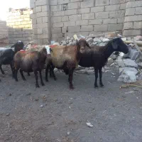میش آبستن سنگین جوان مهربان افشار.بره گوسفندقوچ بز