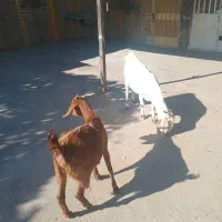 بز وگیسه آبستن نژاد دار|حیوانات مزرعه|کرمان, |دیوار